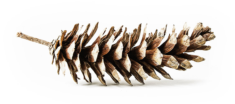 pine cone